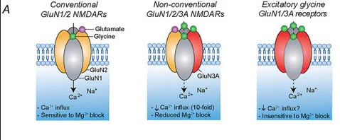 Example of nmda subunits