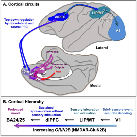 Primate cortical circuits