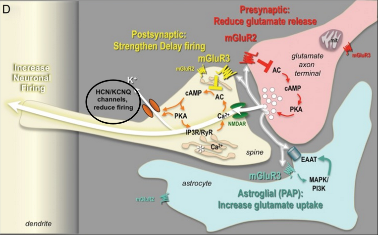 Example of mGluRs