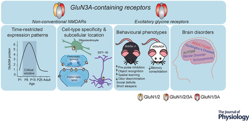 Example of nmda subunits